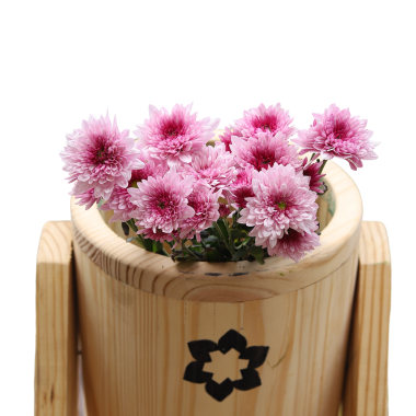 Pink Chrysanthemum