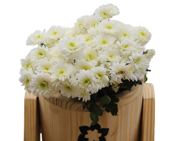 White Chrysanthemum