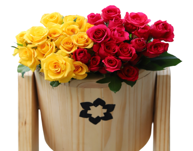 Roses dark pink and yellow