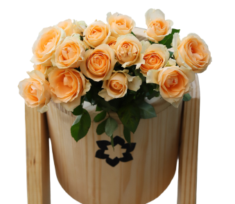 Orange Roses