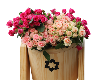 Peach and pink roses