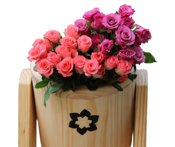 Yellow Chrysanthemum